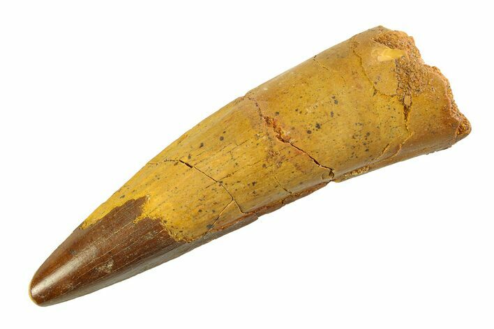 Fossil Spinosaurus Tooth - Real Dinosaur Tooth #351566